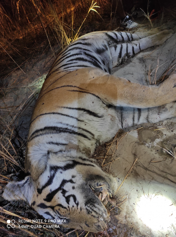 पर्साको ठोरीमा पाटे बाघ मृत फेला 