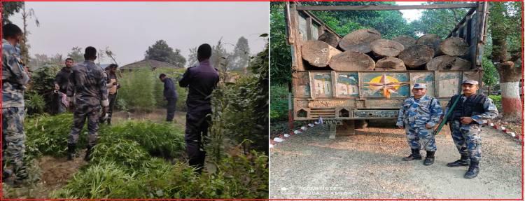 प्रदेश २ मा सशस्त्र प्रहरी काठ तस्करी नियन्त्रणदेखि गाँजा फडानी र राजस्व चुहावट नियन्त्रणमा आक्रामक बन्दै