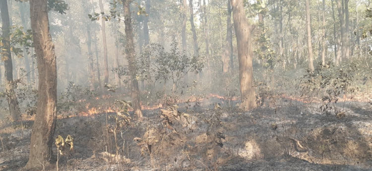 पर्साको जंगलमा एकहप्तादेखि लागेको डढेलो नियन्त्रणमा चासो नलिएको स्थानीयको आरोप 