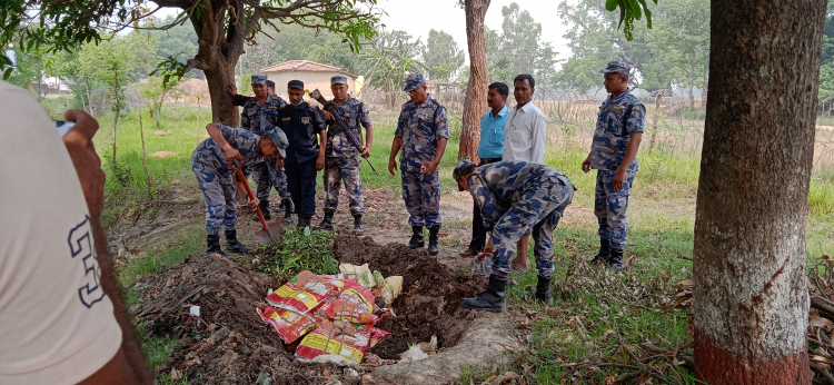 सशस्त्र प्रहरीले बरामद गरेको चल्ला खाल्डोमा पुरेर नष्ट