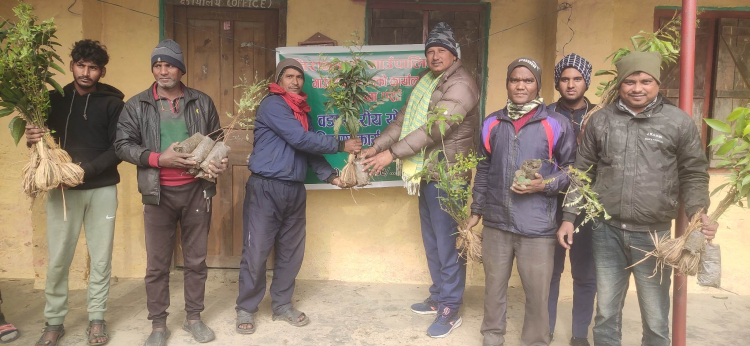 जीराभवानी गाउँपालिकामा फलफूलको विरुवा वितरण 