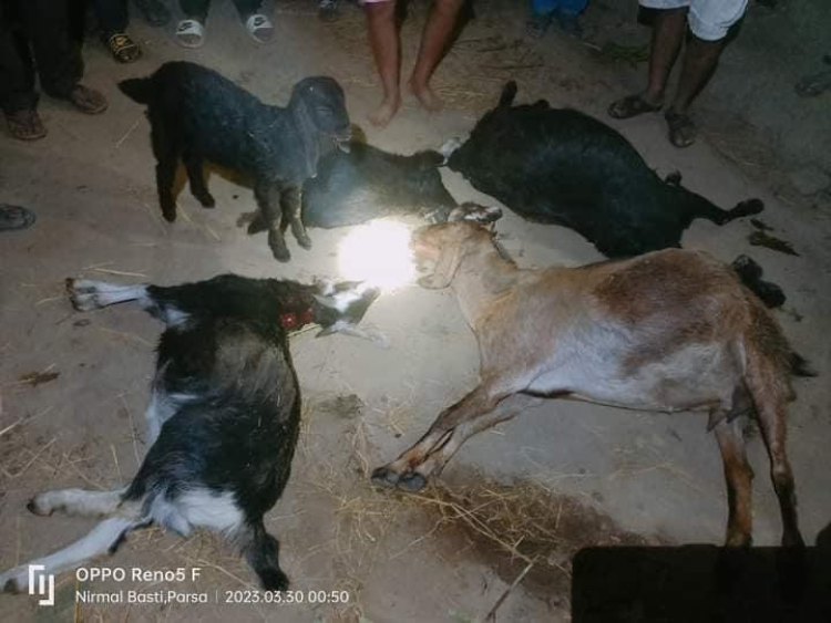 ठोरीमा रोकिएन बाघको आतंक, एउटै खोरको ७ वटा बाख्रा मारिदियो 