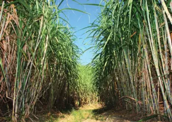 उखु खेतीमा कृषकको पिडा र चिनीमा आत्मनिर्भरता