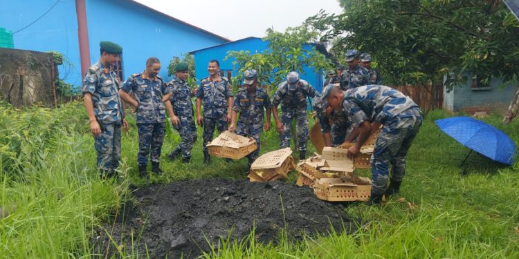 सशस्त्र प्रहरी पर्साद्वारा तीनहजार चल्ला बरामद गरी नष्ट