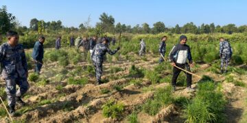 पर्साको साझेदारी वन भित्रको ८ विघामा गाँजाखेती