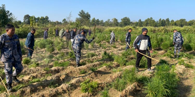 पर्साको साझेदारी वन भित्रको ८ विघामा गाँजाखेती