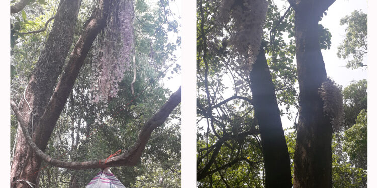 सिरहाको सलहेश फूलबारीमा नयाँ वर्षको पहिलो दिन भक्तजनको घुइँचो