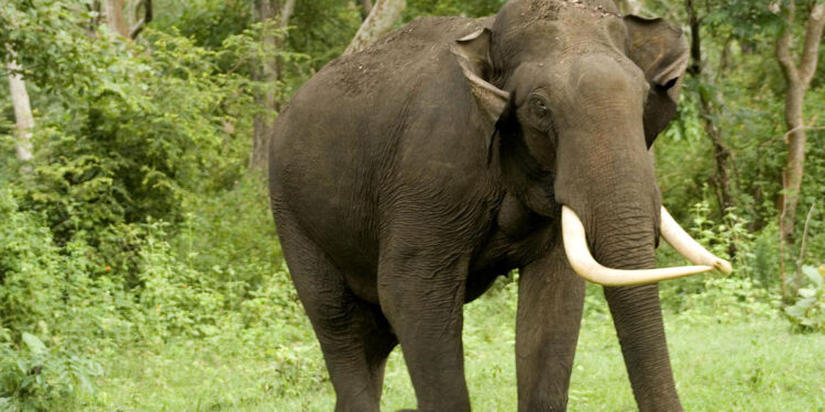 पर्सामा जंगली हात्तीको आक्रमणबाट एक वृद्धको मृत्यु, दुई जना सकुशल