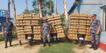 सशस्त्र प्रहरीद्वारा ७५०० प्रतिबन्धित ब्रोइलर चल्ला बरामद