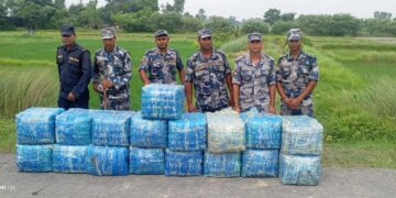 सप्तरीको महादेवाबाट करिब ४ सय केजी गाँजा बरामद