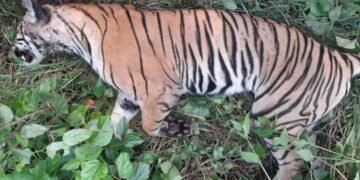 ठोरीको गोपीवस्तीमा पाटे बाघ मृत फेला
