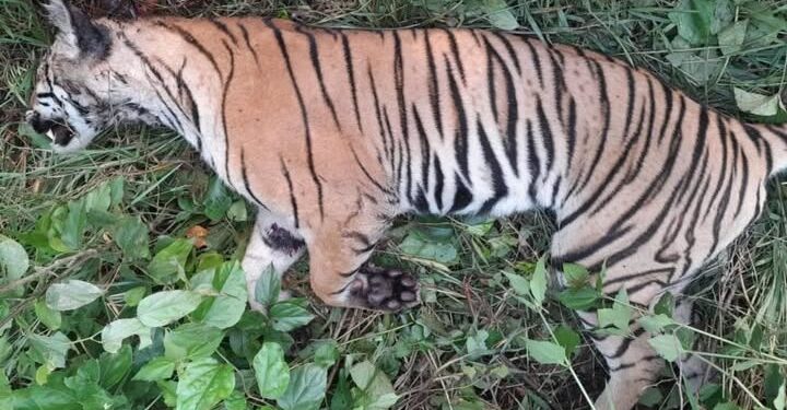 ठोरीको गोपीवस्तीमा पाटे बाघ मृत फेला