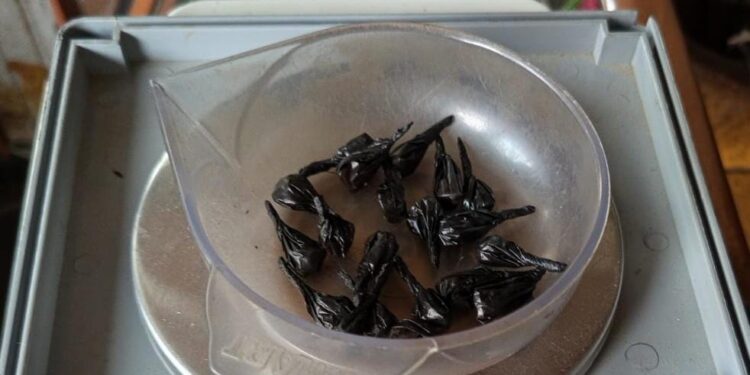 बारामा लागू औषध ब्राउन सुगर सहित महिला पक्राउ