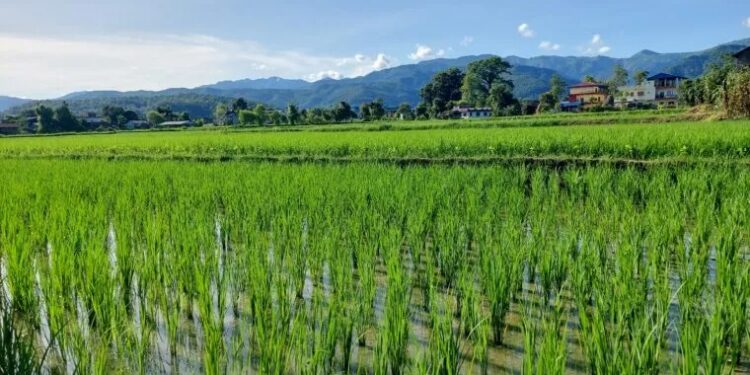मधेस प्रदेशमा ७७ प्रतिशत धान रोपाइँ सम्पन्न, उत्पादनमा २७ प्रतिशतले कमी आउने अनुमान