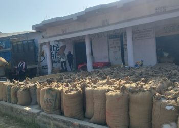 खाद्य कम्पनीले धान खरिद प्रक्रिया सुरु ग-यो, कोटा बढाउन दबाब !