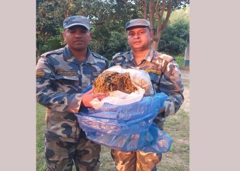 सशस्त्र प्रहरीले पर्साबाट १० केजी गाँजा बरामद