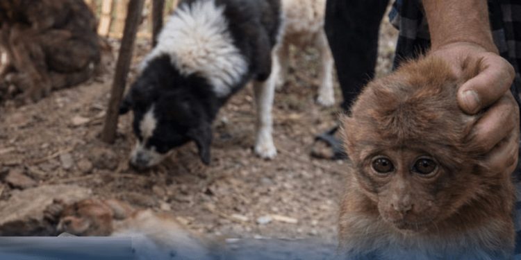 पशु निर्दयताको घटनामा संलग्न ताप्लेजुङबाट एक युवा पक्राउ