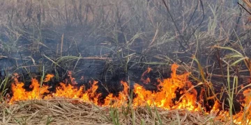 सर्लाहीमा ठूटो जलाउँदा भएको आगलागीबाट उखुबाली नष्ट