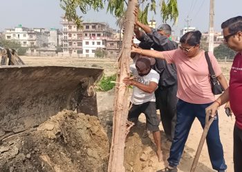 सडक विस्तारका क्रममा उखेलिएका रुखको पुनः वृक्षारोपण, हरियाली जोगाउने ग्रीन सिटीको प्रयास