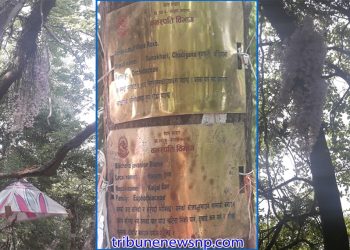 सलहेश फूलबारीमा नयाँ वर्षको रौनक: दुर्लभ ‘सुनाखरी’ फुलेसँगै दर्शनार्थीको घुइँचो