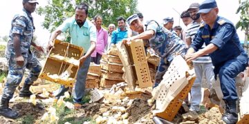 पर्सामा सशस्त्र प्रहरीद्वारा ८ हजार प्रतिबन्धित कुखुराका चल्ला नियन्त्रण र नष्ट