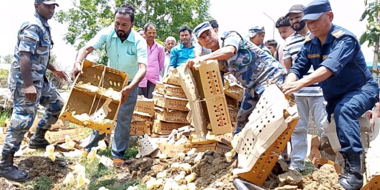 पर्सामा सशस्त्र प्रहरीद्वारा ८ हजार प्रतिबन्धित कुखुराका चल्ला नियन्त्रण र नष्ट